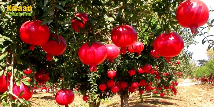 जानिए अनार के पौधे लगाने का तरीका और प्रमुख कीट और रोगों के लक्षण एवं रोकथाम के उपाय